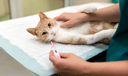 mutuelle pour chat