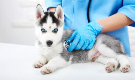 mutuelle pour chien