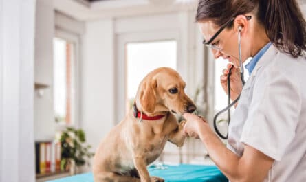 mutuelle pour animal