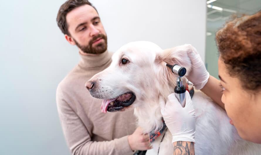 Savoir choisir la meilleure mutuelle pour chien