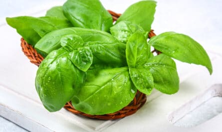bienfaits basilic