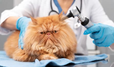 chat malade