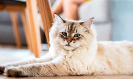 sante chat