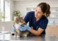 Chat avec assurance vétérinaire et documents d'assurance animaux