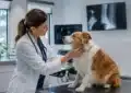 Chien et documents vétérinaires illustrant mutuelle ou épargne santé